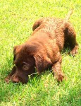 Filhotes de labrador retriever chocolates