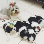 Fêmea de shih-tzu Preta e Branca