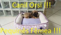 Pequinês Fêmea com 3 meses dourada!