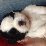 Vendo shih tzu micro macho