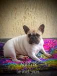 Bulldog frances