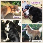 Border Collie Machos de Border Colie, vermelho australiano e preto e branco