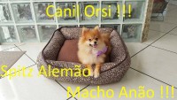 Spitz Alemão anão macho com 7 meses!