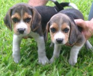 Filhotes de Beagle