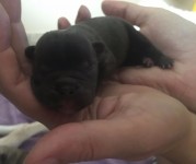 Bulldog frances