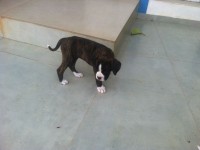 Boxer