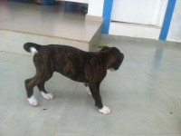 Boxer