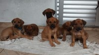Rhodesian Ridgeback – Leão da Rodésia