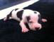 American staffordshire terrier – São Paulo