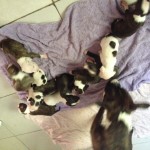 Vende-se filhotes de Pit Bull
