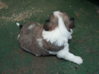 Filhotes de Lhasa Apso