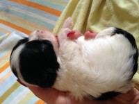 Vendo filhotes de Shih tzus