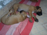 Rhodesian Ridgeback – Leão da Rodésia
