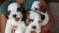 Belos filhotes de lhasa apso
