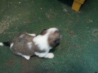 Filhotes de Lhasa Apso