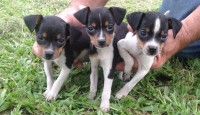 Filhotes de Fox Paulistinha