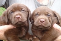 Filhotes de labrador retriever chocolates