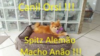 Spitz Alemão anão macho com 7 meses!