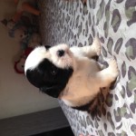 Vendo shih tzu micro macho