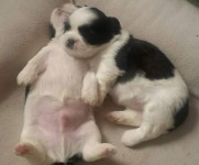Fêmea de shih-tzu Preta e Branca