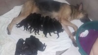 Filhotes de Pastor Alemão em Campinas