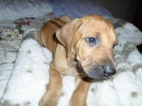 Rhodesian Ridgeback – Leão da Rodésia