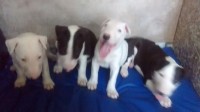 Filhotes Bull Terrier