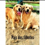 Vendo Golden Retriever Fêmeas