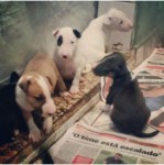 Filhotes de Bull Terrier (Pedigree)