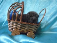Filhote de Shar Pei