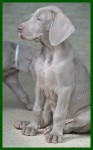 FILHOTES DE WEIMARANER 2016 – canil venda