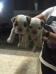 bulldog ingles