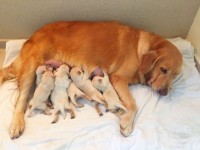 Vendo Golden Retriever Fêmeas
