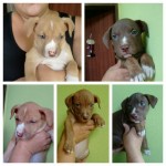 Lindos filhotes de Pit Bull