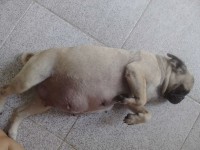 Pug – Venda de filhotes criados por Veterinária