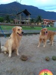 Vendo Golden Retriever Fêmeas