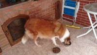 Collie Pelos longos – Lassie