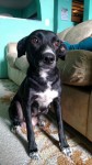 Doa-se linda cachorrinha 7 meses – Mooca – SP