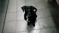 Cachorro Para Adoção – Castrado, Vacinado e Vermifugado