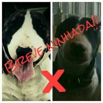 bull terrier ingles