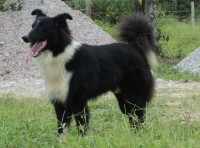 Filhotes de Cães da Raça OVELHEIRO GAÚCHO