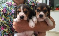 Lindos filhotes de beagle