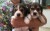 Lindos filhotes de beagle - Imagem1
