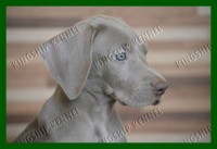 FILHOTES DE WEIMARANER 2016 – canil venda