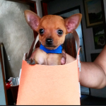 Filhotes de pinscher machos número 1