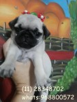 Pug fêmea e macho promoção