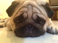 Pug – Venda de filhotes criados por Veterinária