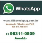 Pug – Venda de filhotes criados por Veterinária
