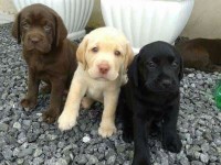 Filhotes de Labrador