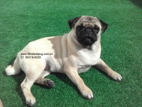 Pug – Venda de filhotes criados por Veterinária